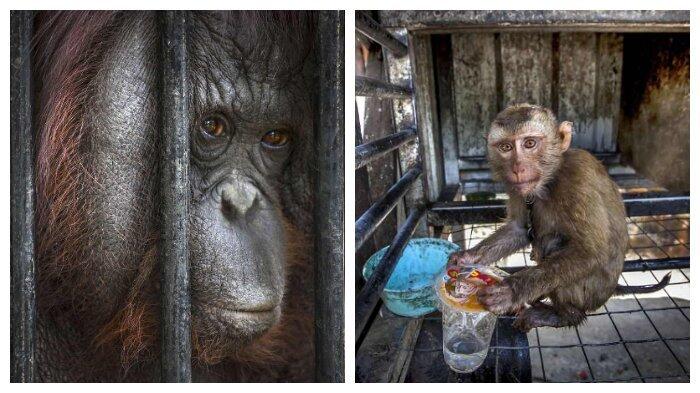 Miris! 10 Potret Ini Tunjukkan Penderitaan Satwa di Kebun Binatang Thailand