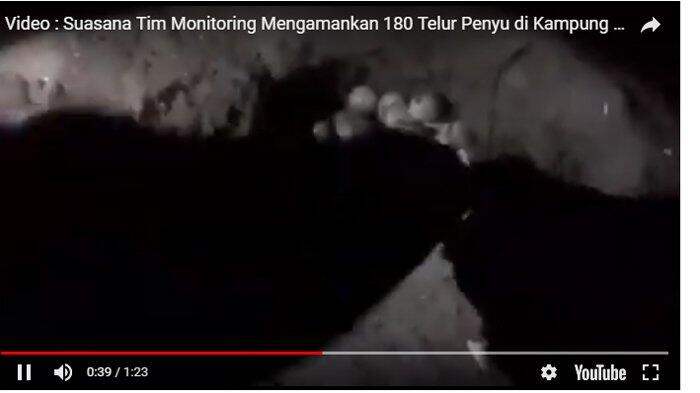 Tim Monitoring Amankan 180 Telur Penyu di Desa Barugaia Selayar