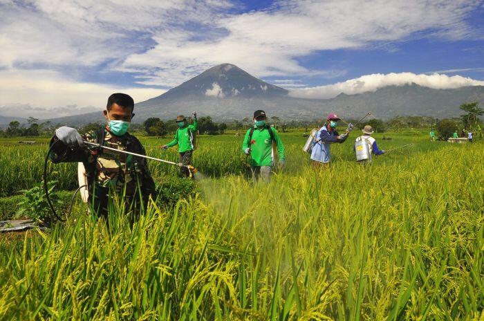 Tikus dan wereng pengubur impian panen petani