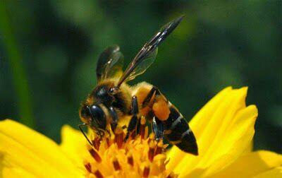 Lebah Madu Yang Sudah Ditemukan Didunia.