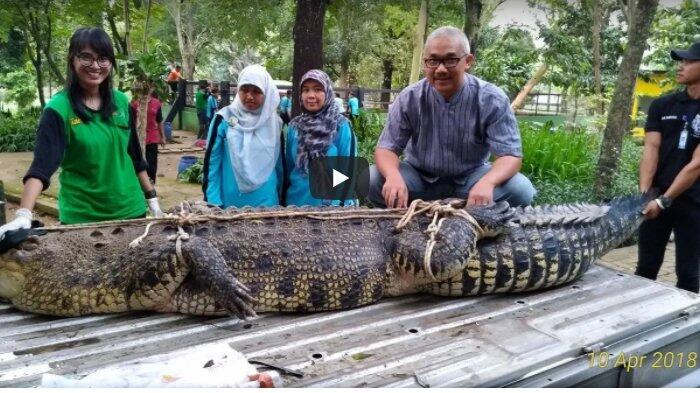 Warga Geger Temukan Buaya Lepas, Setelah Berhasil Menangkap, Mereka Lakukan Hal Ini