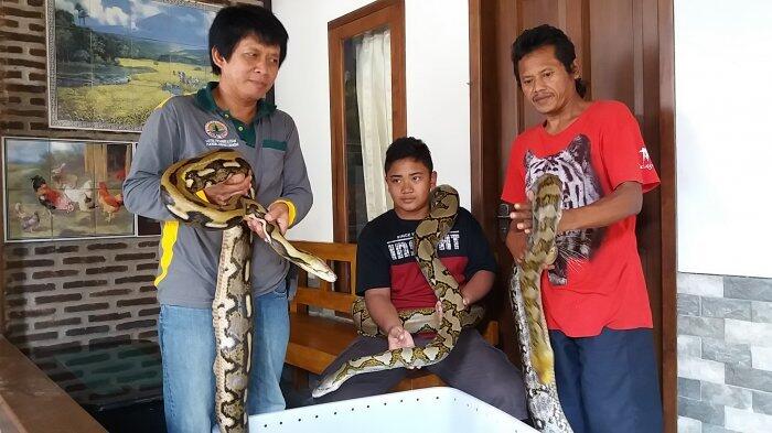 Ular Sanca yang Bikin Panik Penumpang Kereta Itu Kini Punya Pemilik dan Nama Baru