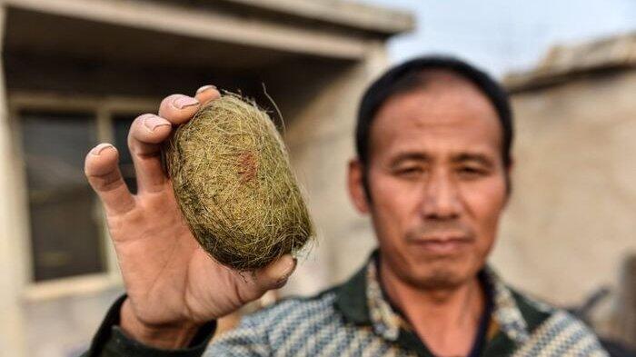 Temukan Batu Empedu Babi, Orang Desa di China Ini Mendadak Jadi Miliarder Baru