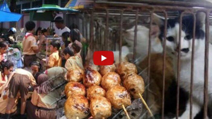 Warga Geger soal Pentol Bakar Murah dan Laris dari Daging Kucing, Begini Kata Polisi