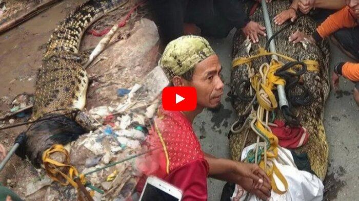 Terkuak Pemilik Buaya yang Gegerkan Warga di Kali Sasak Mojolaban Sukoharjo