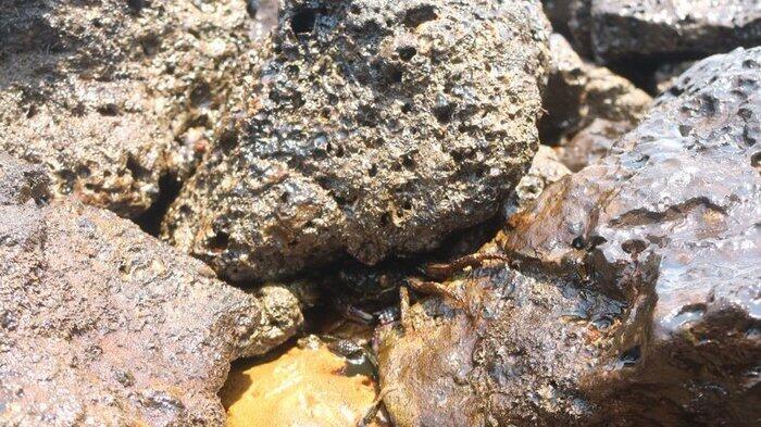 Tumpahan Minyak Bikin 10 Petani Kepiting Keramba Alami Gagal Panen