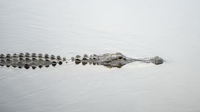 Jika Tidak Hujan, Buaya Ini Muncul Jelang Magrib
