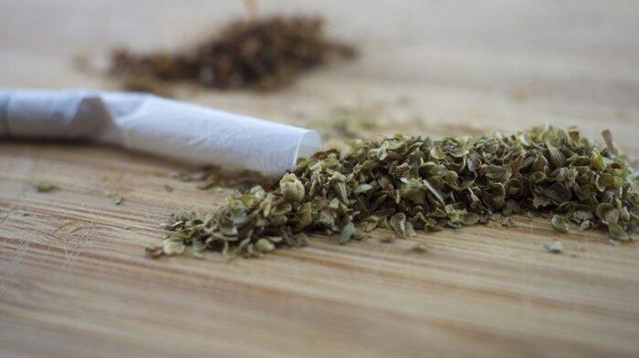 Ganja Setengah Ton Hilang, Polisi di Argentina Justru Salahkan Tikus