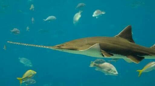 IKAN YANG DILINDUNGI DI INDONESIA (NON MAMALIA)