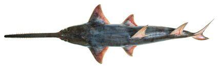 IKAN YANG DILINDUNGI DI INDONESIA (NON MAMALIA)