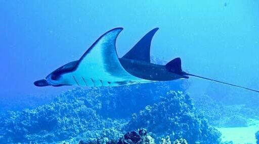 IKAN YANG DILINDUNGI DI INDONESIA (NON MAMALIA)