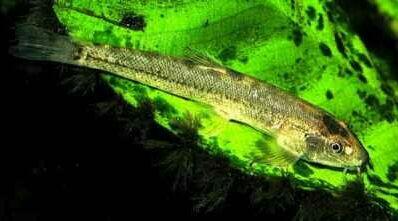 IKAN YANG DILINDUNGI DI INDONESIA (NON MAMALIA)