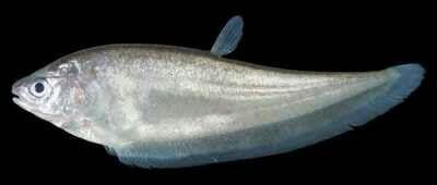 IKAN YANG DILINDUNGI DI INDONESIA (NON MAMALIA)