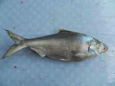 IKAN YANG DILINDUNGI DI INDONESIA (NON MAMALIA)