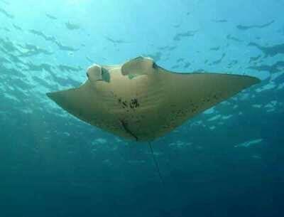 IKAN YANG DILINDUNGI DI INDONESIA (NON MAMALIA)