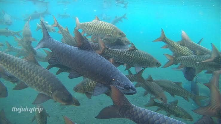 Ikan Kancra Yang Harganya Menarik Untuk Dibudidayakan KASKUS