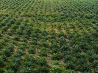 Mendorong Industri Kelapa Sawit Menggunakan Sains dan Teknologi