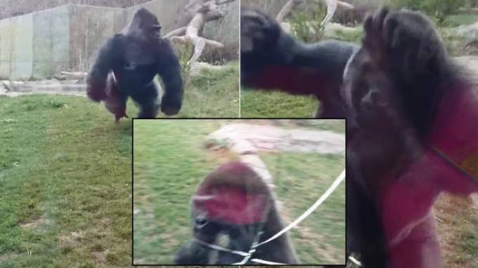 Fatou, Gorila Tertua Di Dunia Rayakan Ulang Tahun ke-61 Di Kebun Binatang Berlin