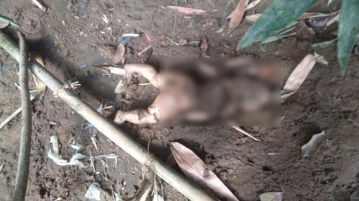 Mayat Bayi Nyaris Jadi Santapan Biawak Ditemukan di Kali Ciliwung