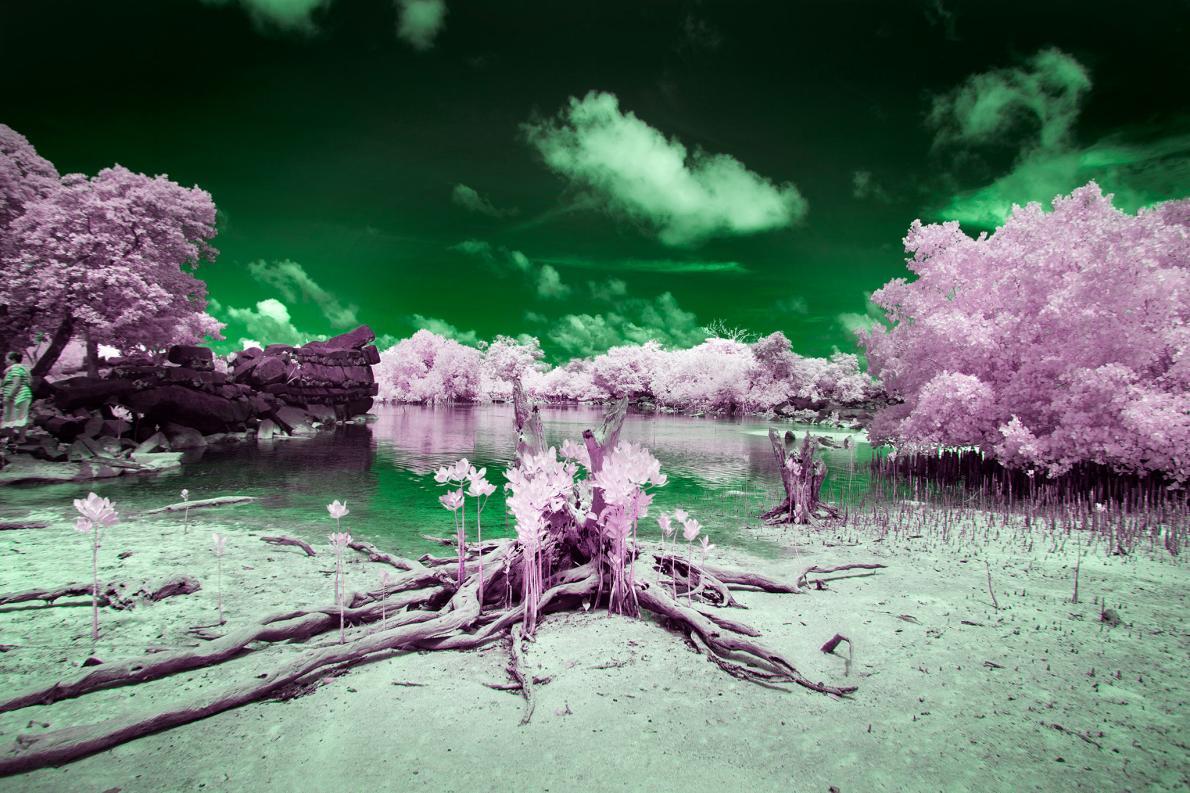 Di Pulai Ini, Daun Itu Warnanya Pink Gan!