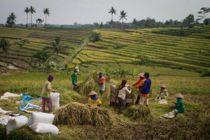 Impian kemakmuran di balik Padi dan Kapas