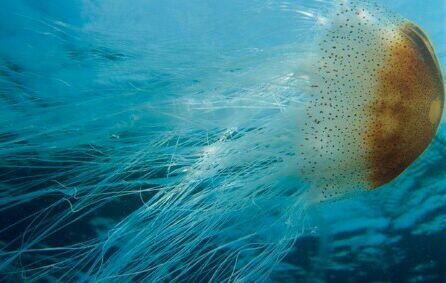 Waspadai Hewan-hewan Ini Saat Snorkeling di Laut