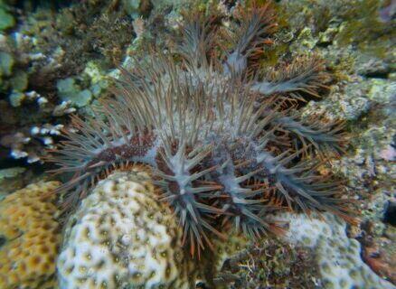 Waspadai Hewan-hewan Ini Saat Snorkeling di Laut