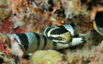 Waspadai Hewan-hewan Ini Saat Snorkeling di Laut