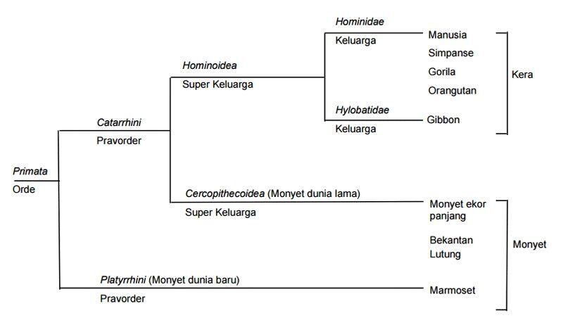 Sering Dikira Sama, Ini 4 Perbedan MONYET dan KERA