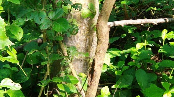 Warga Kedunggading Resah Ribuan Ulat Bulu Serang Kebun