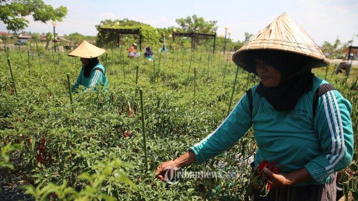 Maret 2018, Upah Buruh Tani Naik 0,43 Persen