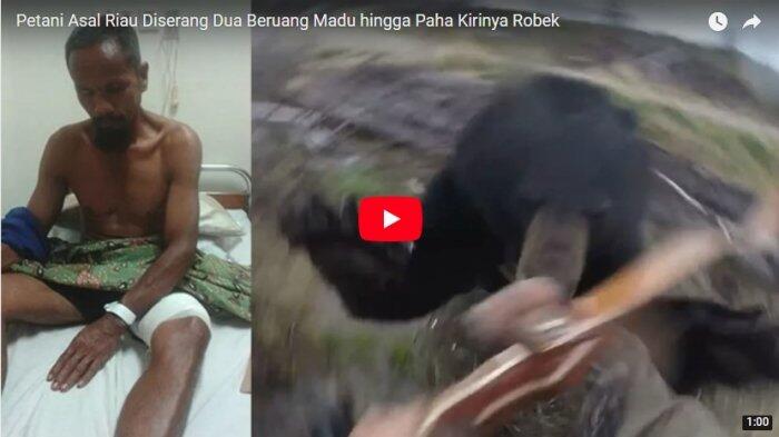 Petani Asal Riau Diserang Dua Beruang Madu hingga Alami Luka Serius