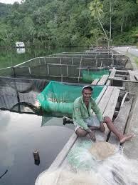 Masyarakat Papua Mengembalikan Ikan Mujair Menjadi Ikan Laut