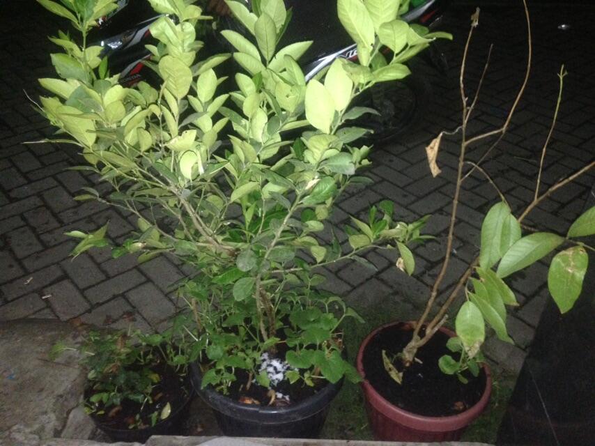 Terjual Tanaman Buah Jeruk Lemon Dalam Pot Belum Berbuah Kaskus