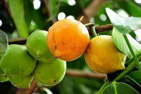 Buah Mundu, Buah Yang Semakin Langka.