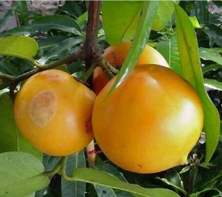 Buah Mundu, Buah Yang Semakin Langka.