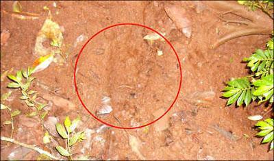 Makhluk Misterius Indonesia! Konon Kutukan Dari Allah, Haruskah Kita Percaya?
