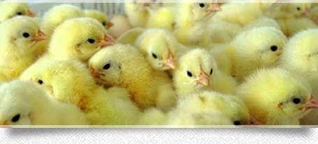 Melihat Cara Kerja Di Tempat Industri DOC / Day Old Chick ( anak ayam )