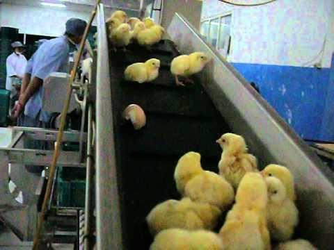 Melihat Cara Kerja Di Tempat Industri DOC / Day Old Chick ( anak ayam )