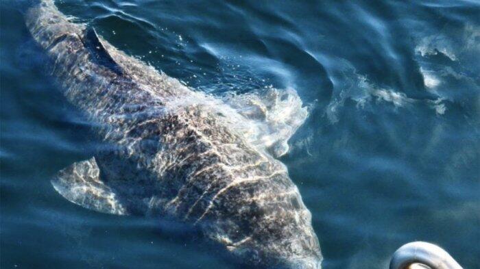 Peneliti Temukan Ribuan Hiu Besar Berkumpul di Lautan