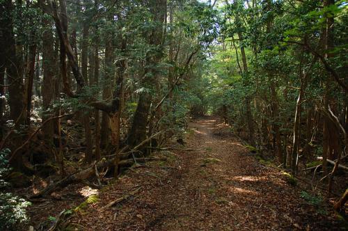 Inilah Aokigahara, Hutan Bunuh Diri Terpopuler Di Jepang