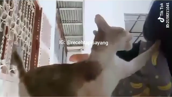 Kelakuan Bocah Main Tik-tok Bersama Kucing, Endingnya Bikin Ngakak