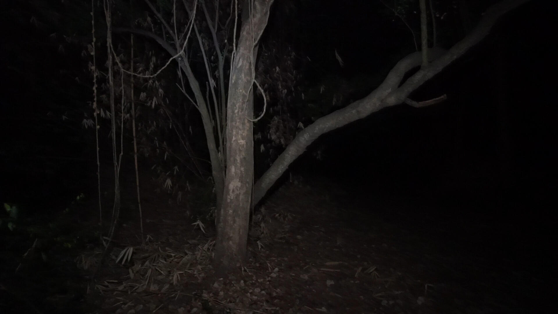 Ternyata di Malam Hari Pohon-Pohon Bisa Bergerak Sendiri