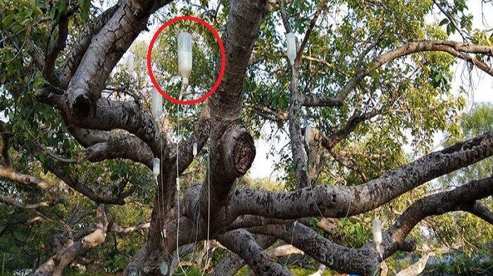 Bukan Cuma Manusia, Nyatanya Pohon Juga Perlu di Infus Karena Sudah Tua