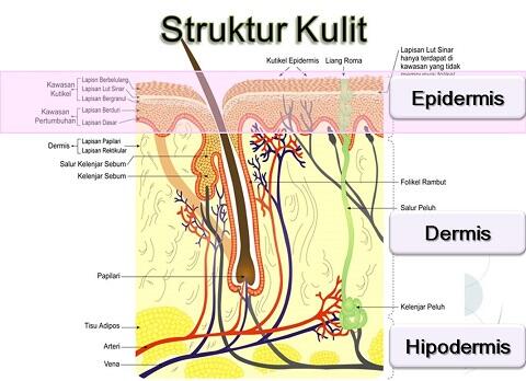 Supaya kulitmu tetap cantik, coba kenali sistem imun kulit disini!