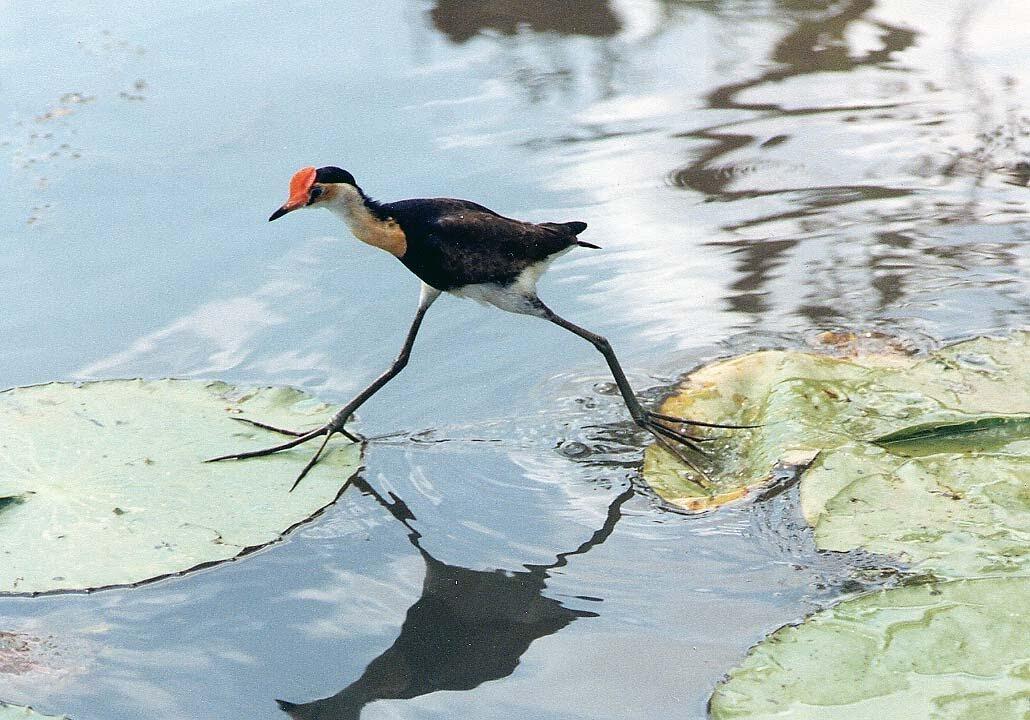 Binatang Yang Suka Selingkuh. 