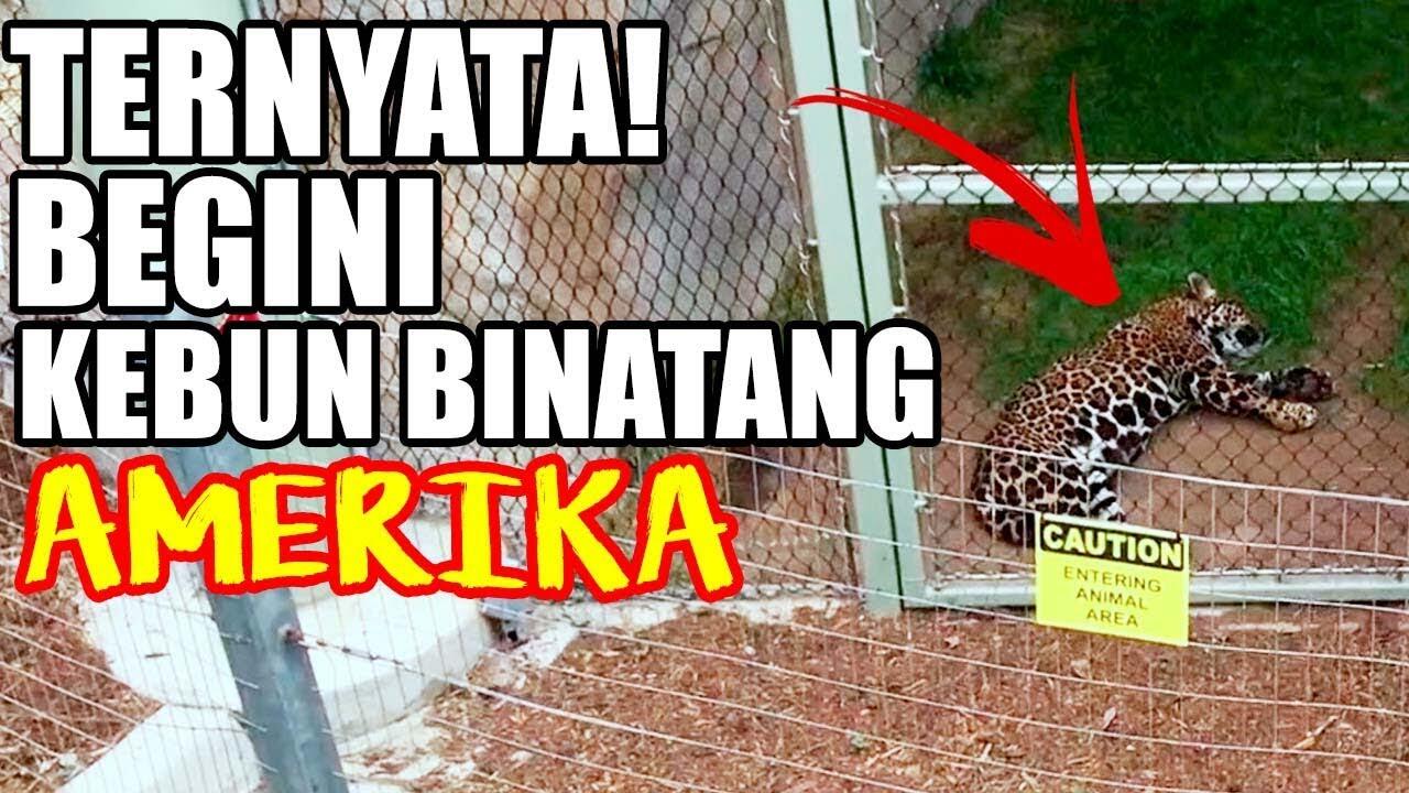 Kebun Binatang Terbesar di San Diego Zoo