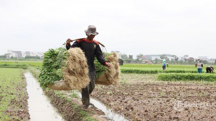 Kartu Tani Manfaatnya untuk Menebus Pupuk Bersubsidi di Kios Pupuk