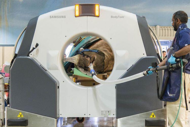 Pertama Di Dunia Badak Jalani CT Scan Di Kebun Binatang