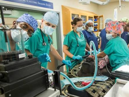 Pertama Di Dunia Badak Jalani CT Scan Di Kebun Binatang